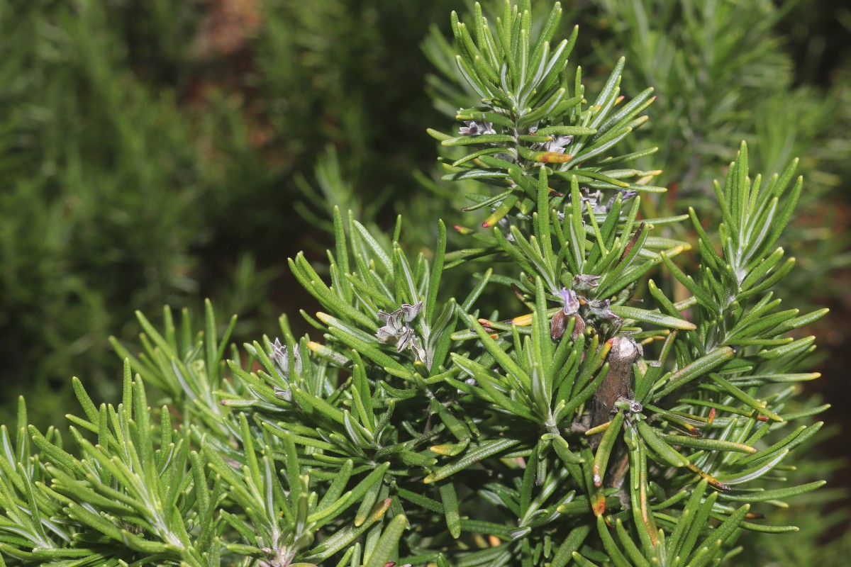 Salvia rosmarinus Spenn.